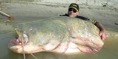 River Po catfish length world record.jpg